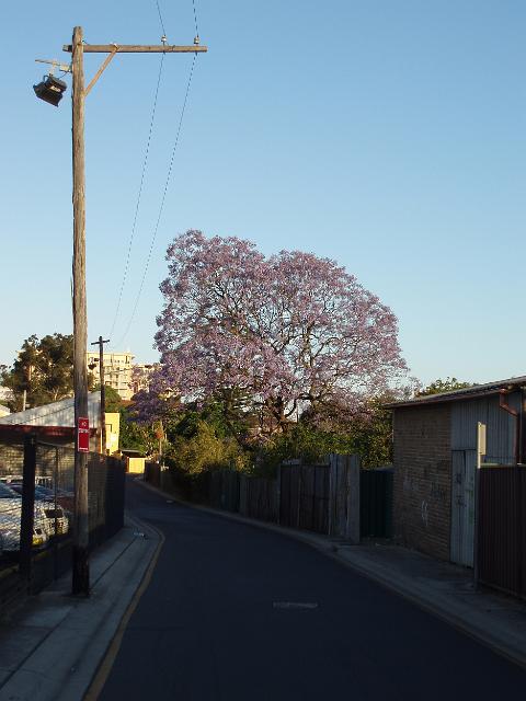 a jacaranda tree flowering in new south wales springtime