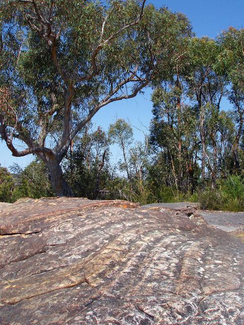 The Circles, Aboriginal rock engravings on the oaks fire trail, blue mountains