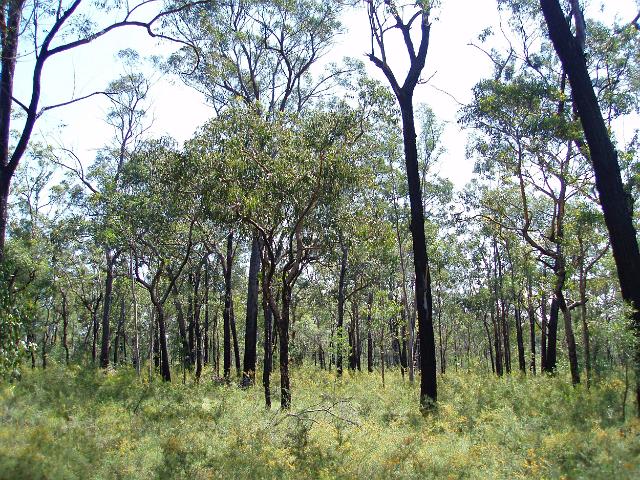 blackended trees in the blue mountains national park several years after a bush fire
