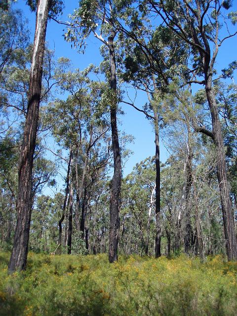 australian bushland in the spring with a sprinking of wild yellow flowers
