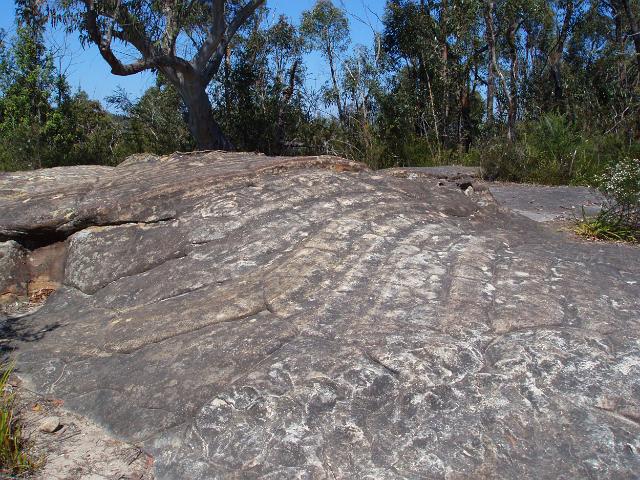 Aboriginal rock engravings, oaks fire trail, blue mountains national park