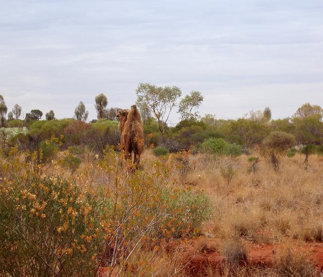 australian feral camel