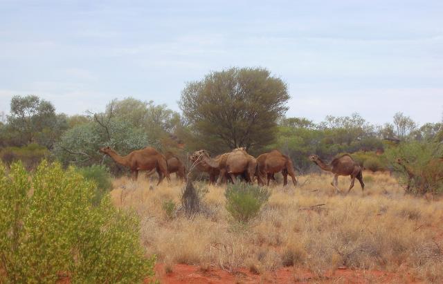 a line of wild camels in the northern territory