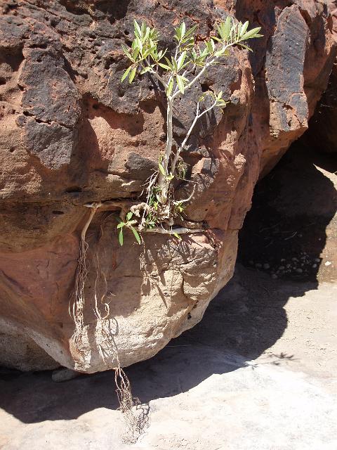 a desert plant clinging to life on a crack in the rock