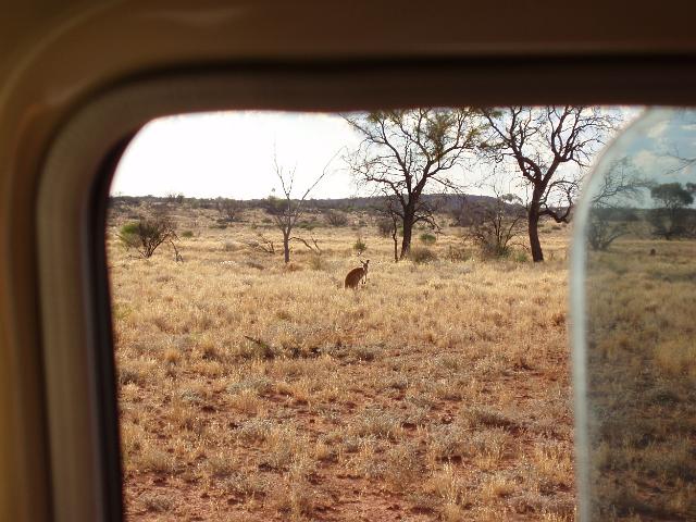 a kangaroo spotted outside the window of a tour 4x4