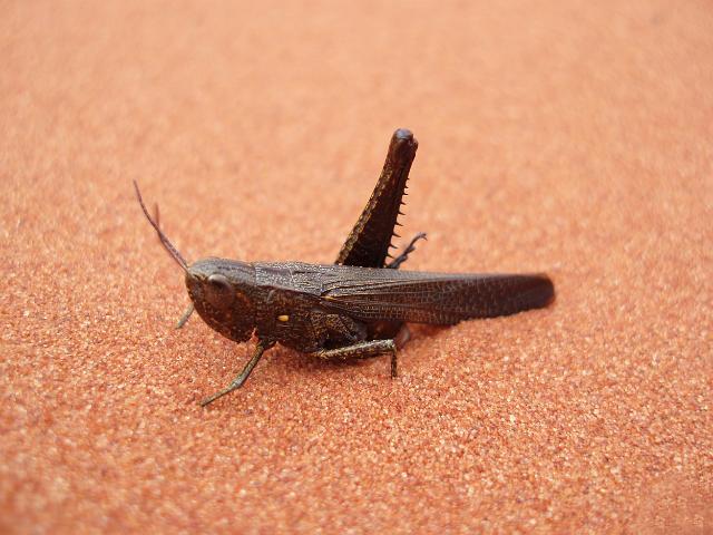 a black locust sat on red sand, damaged in a fight this locust has only one leg