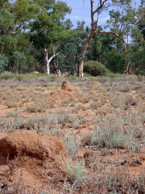 small termite mounds near alice springs