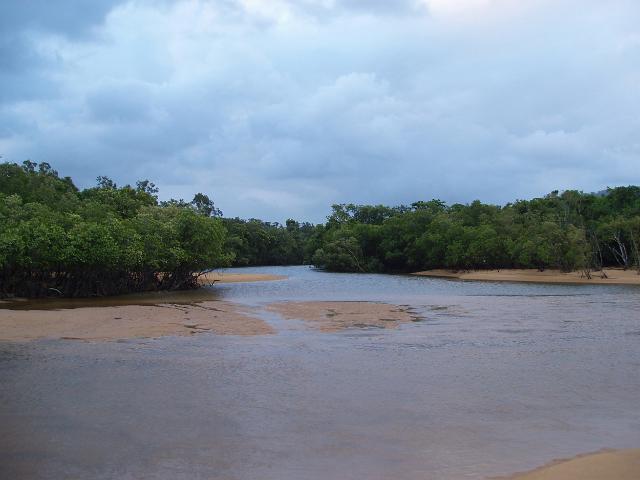 coastal mangroves growing on a sandy coastal strip