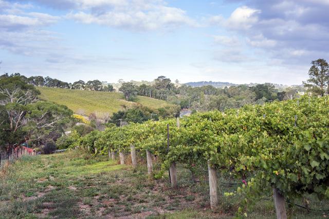 Summer vineyard with leafy green vines amongst rolling hills on the Adelaide Hills Wine Estate in South Australia