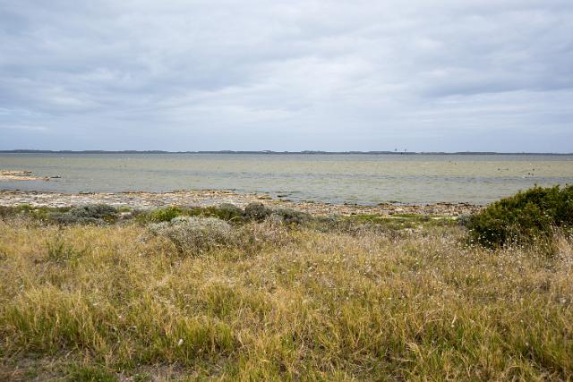Coastal grasses and vegetation, Coorong Coast, South Australia looking out to sea on a cloudy day