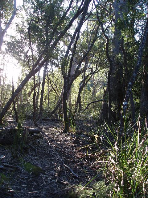 afternoon sun through the trees on a remote bushwalking track in tasmania